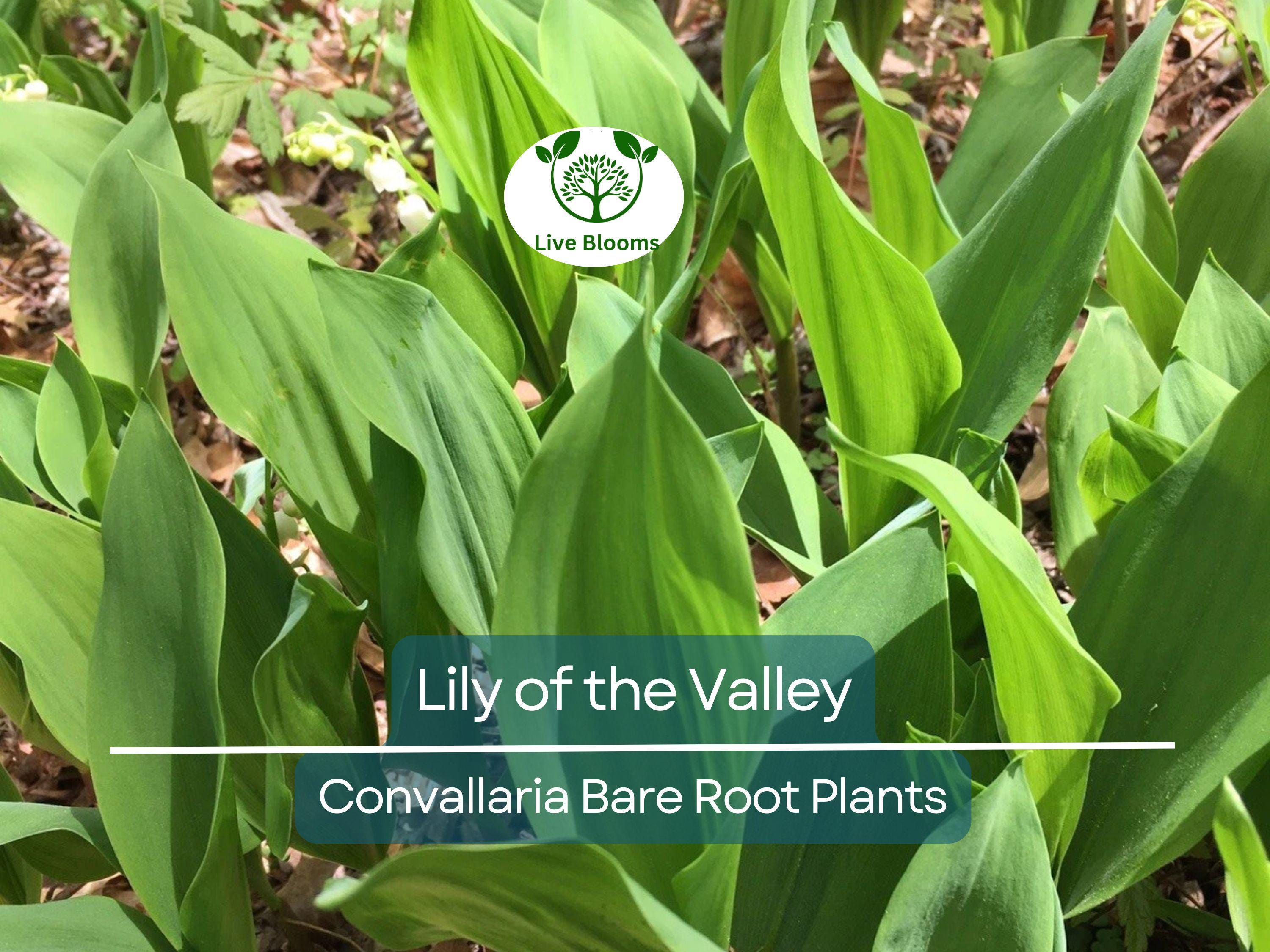 12 Lily of the Valley – Live Bare Root Perennial Plants – Fragrant White Flowers – Shade-Loving Ground Cover