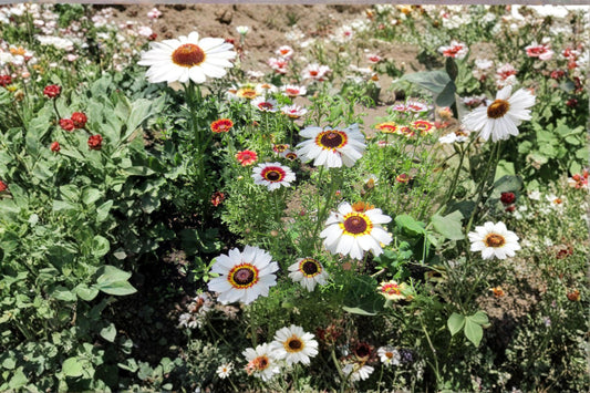 Painted Daisy – Glebionis carinata Seeds | 100 Seeds | Tricolor Blooms | Easy Annual