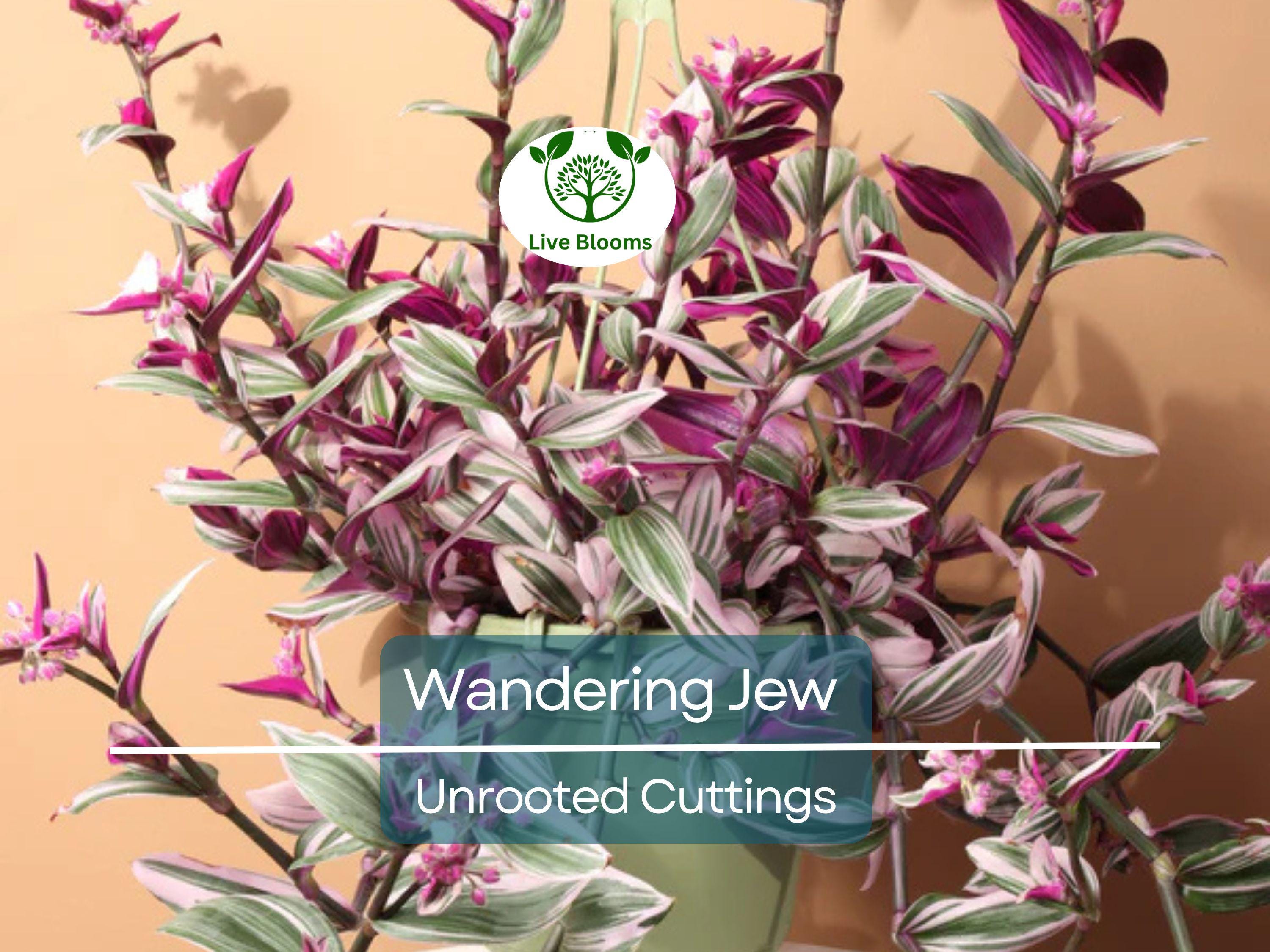 9 Tradescantia Zebrina Wandering Jew Unrooted Cuttings - Purple & Green Foliage, Easy Propagation, Indoor Plant, Trailing Plant Home Decor