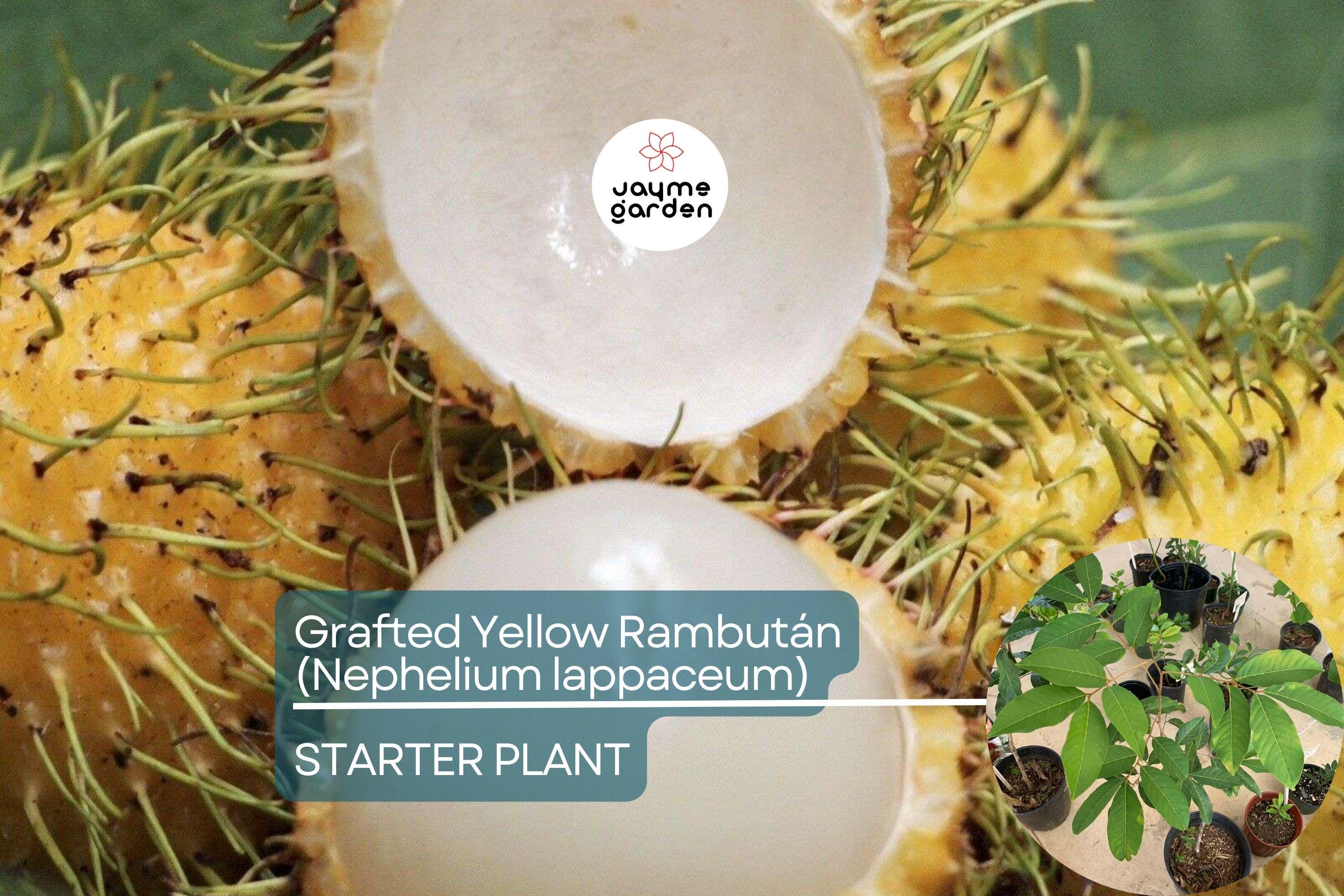 1 Grafted Yellow Rambutan (Nephelium lappaceum) Exotic Tropical Fruit Tree 24”-36” | Sweet Golden Rambutan Starter Plant