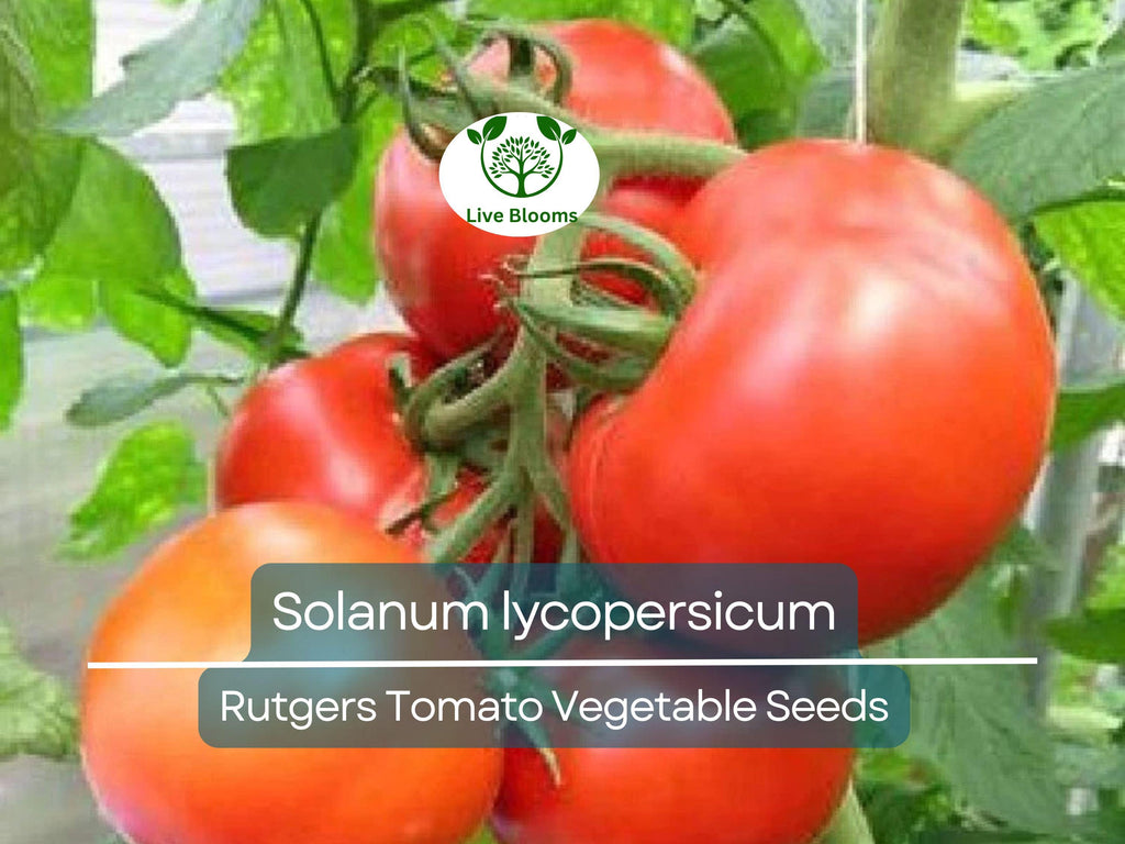 100 mg Seeds Tomato Rutgers – Solanum lycopersicum | Heirloom Tomato for Planting, Home Gardening & Juicy, Flavorful Harvests