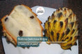 Rollinia Deliciosa 'Biriba' Tropical Tree | 4-7" Live Starter Plant | Sweet Lemon Meringue-Like Fruit | Rare Edible Exotic