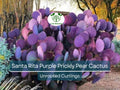 3 Santa Rita Purple Prickly Pear Cactus Opuntia Violacea 5-6" Unrooted Cuttings, Purple Opuntia, Rare Cactus for Sale