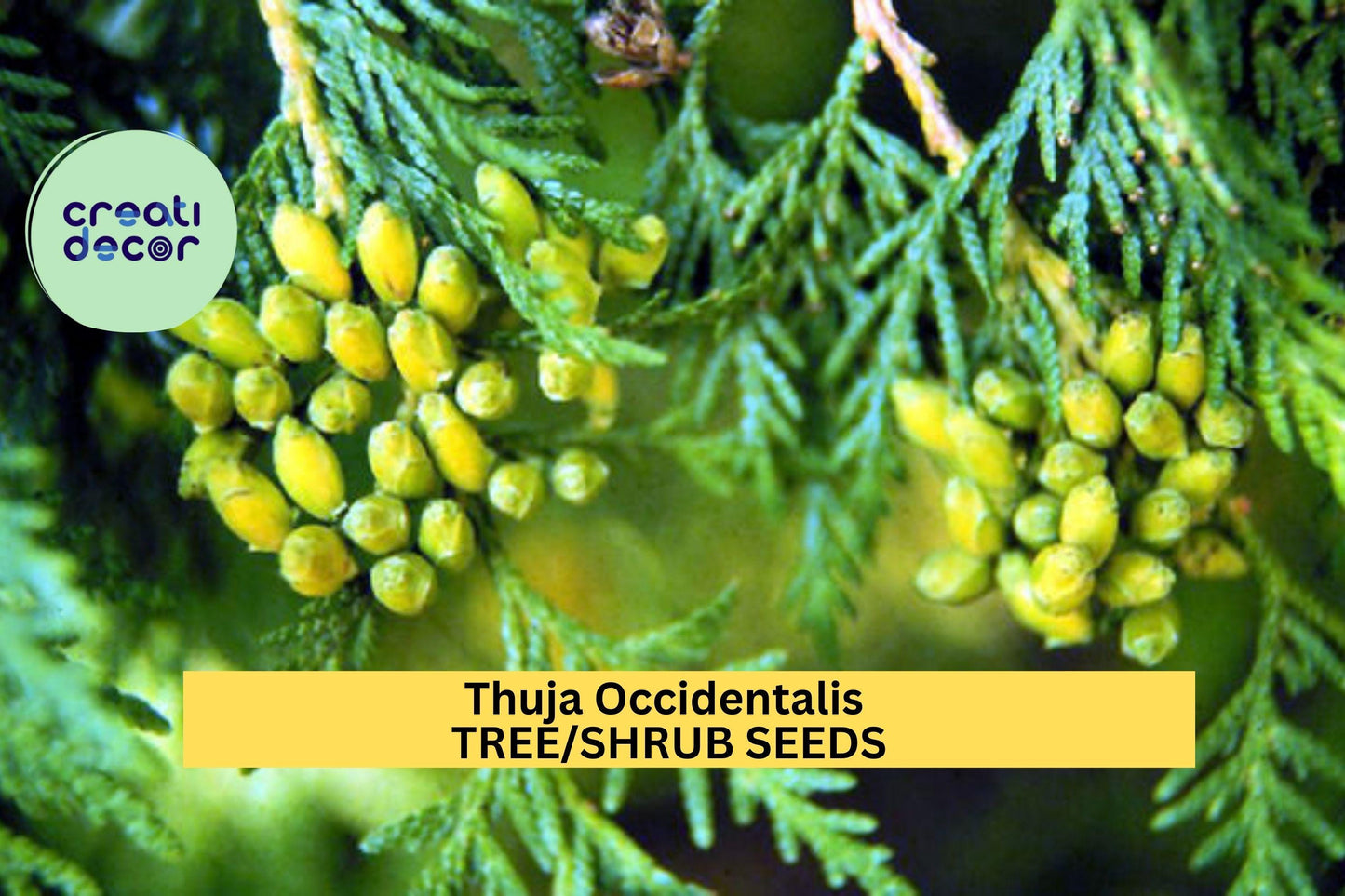 50 SeedsThuja occidentalis – Eastern Arborvitae Tree – Cold Hardy Evergreen for Hedges, Privacy Screens, Windbreaks, and Native Landscaping
