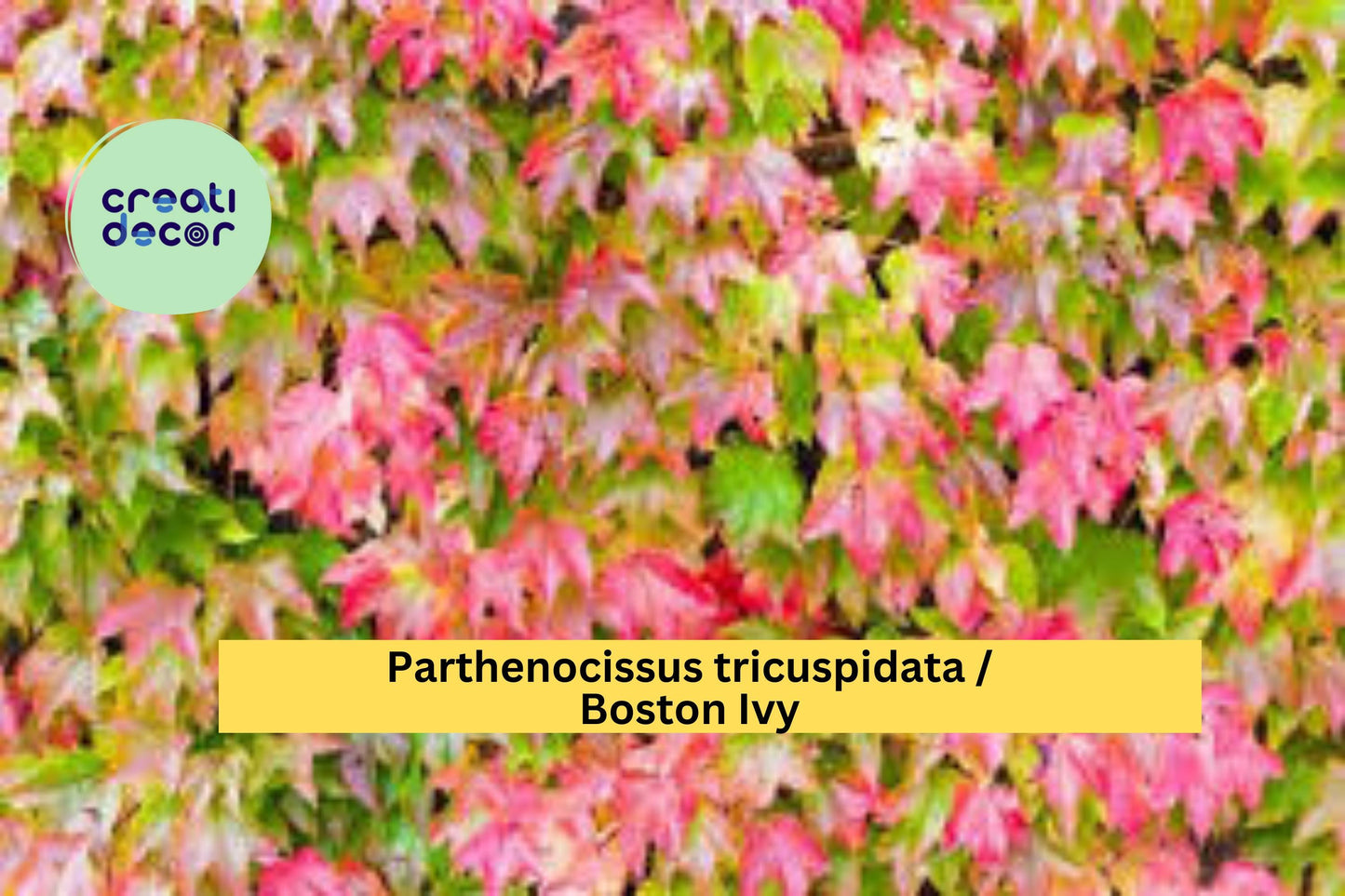 Boston Ivy Seeds Parthenocissus tricuspidata 10 Count Climbing Vine Garden Plant Seeds Fall Color Vine