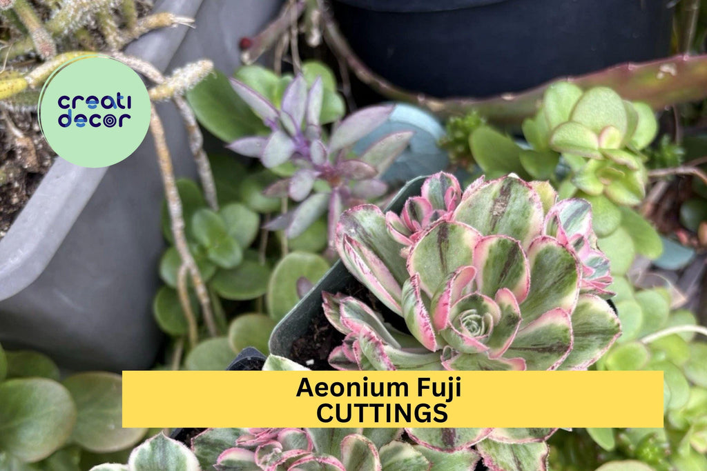 1 Aeonium 'Fuji' Succulent Cuttings | Unrooted Rosette Cuttings for Planting | Rare Succulent Variety for Rock Gardens & Pots