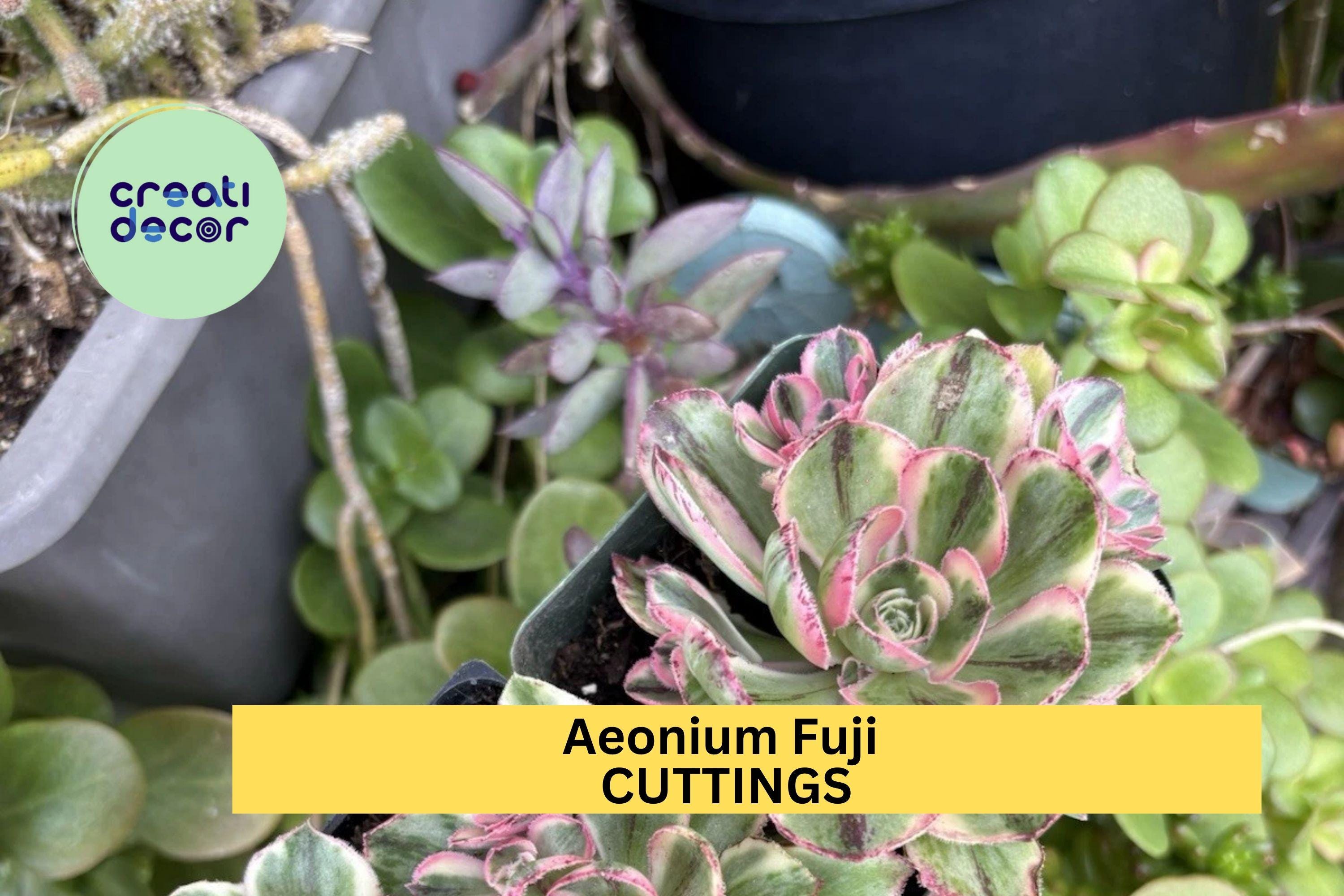 1 Aeonium 'Fuji' Succulent Cuttings | Unrooted Rosette Cuttings for Planting | Rare Succulent Variety for Rock Gardens & Pots