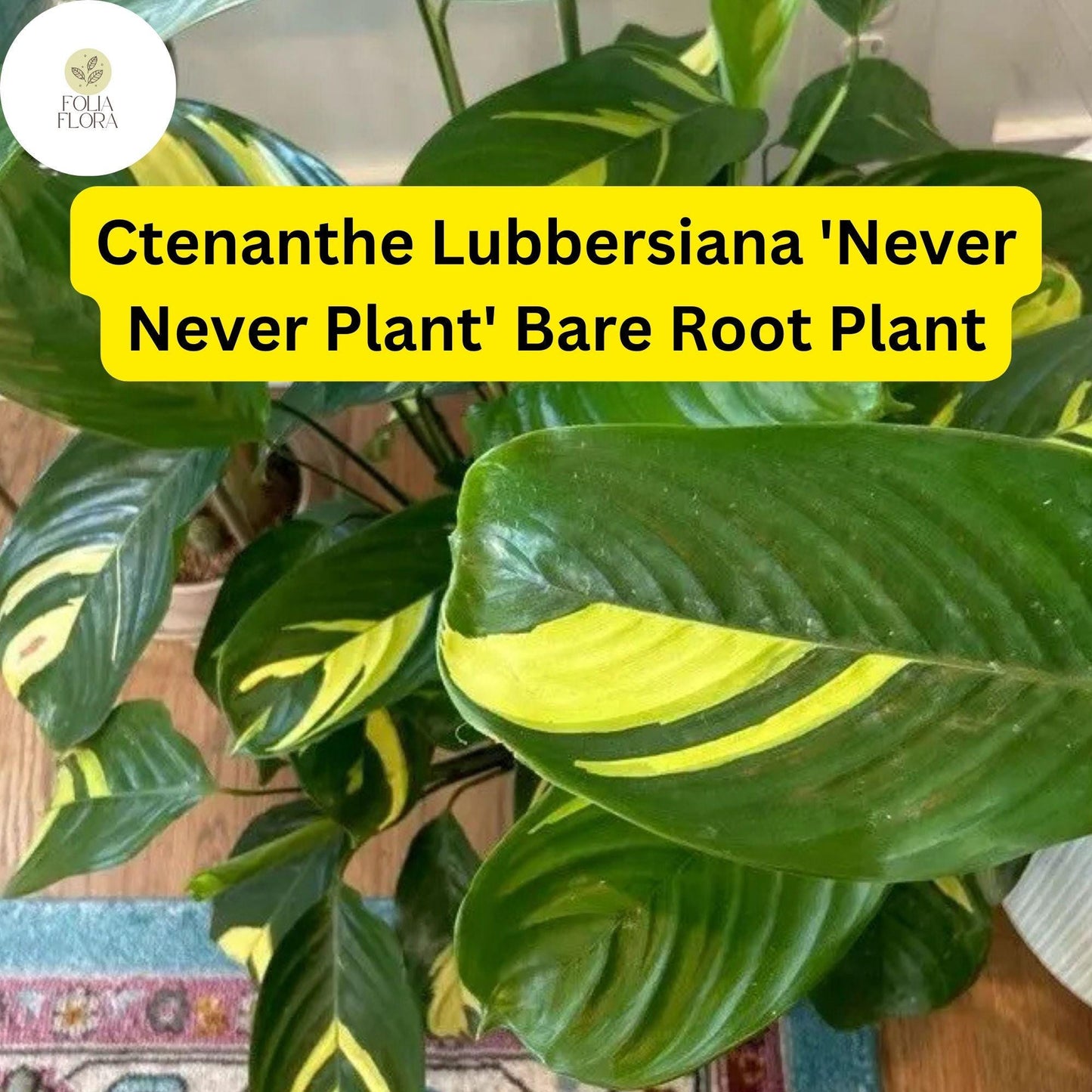 Ctenanthe lubbersiana ‘Never Never Plant’ | 1 Bare Root Live Variegated Houseplant | Easy Care Indoor Plant