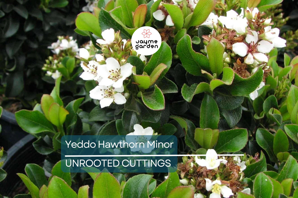 Super Rare Yeddo Hawthorn Minor - 5 Fresh Cuttings for Rooting or Grafting - Unique Ornamental Plant