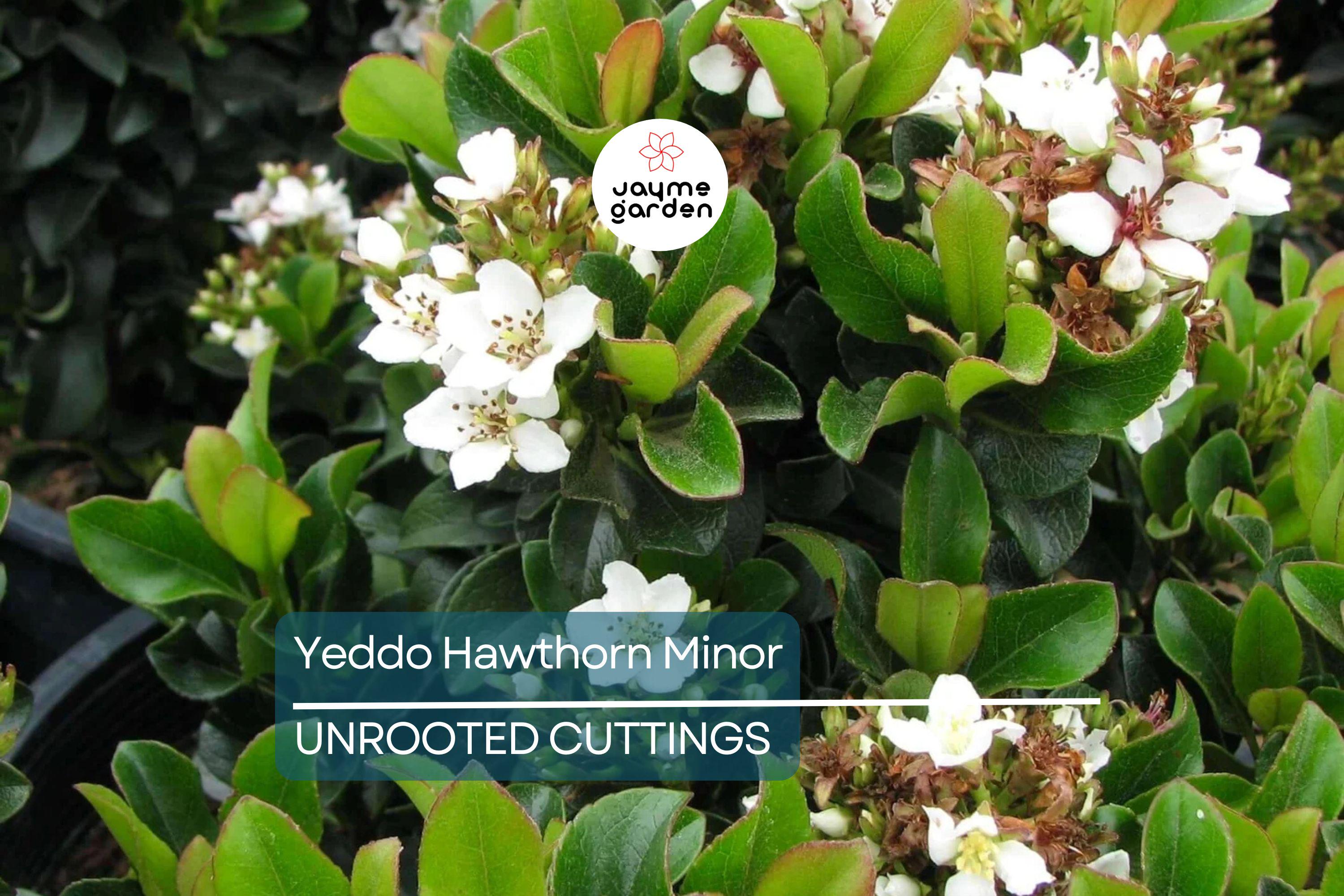 Super Rare Yeddo Hawthorn Minor - 5 Fresh Cuttings for Rooting or Grafting - Unique Ornamental Plant