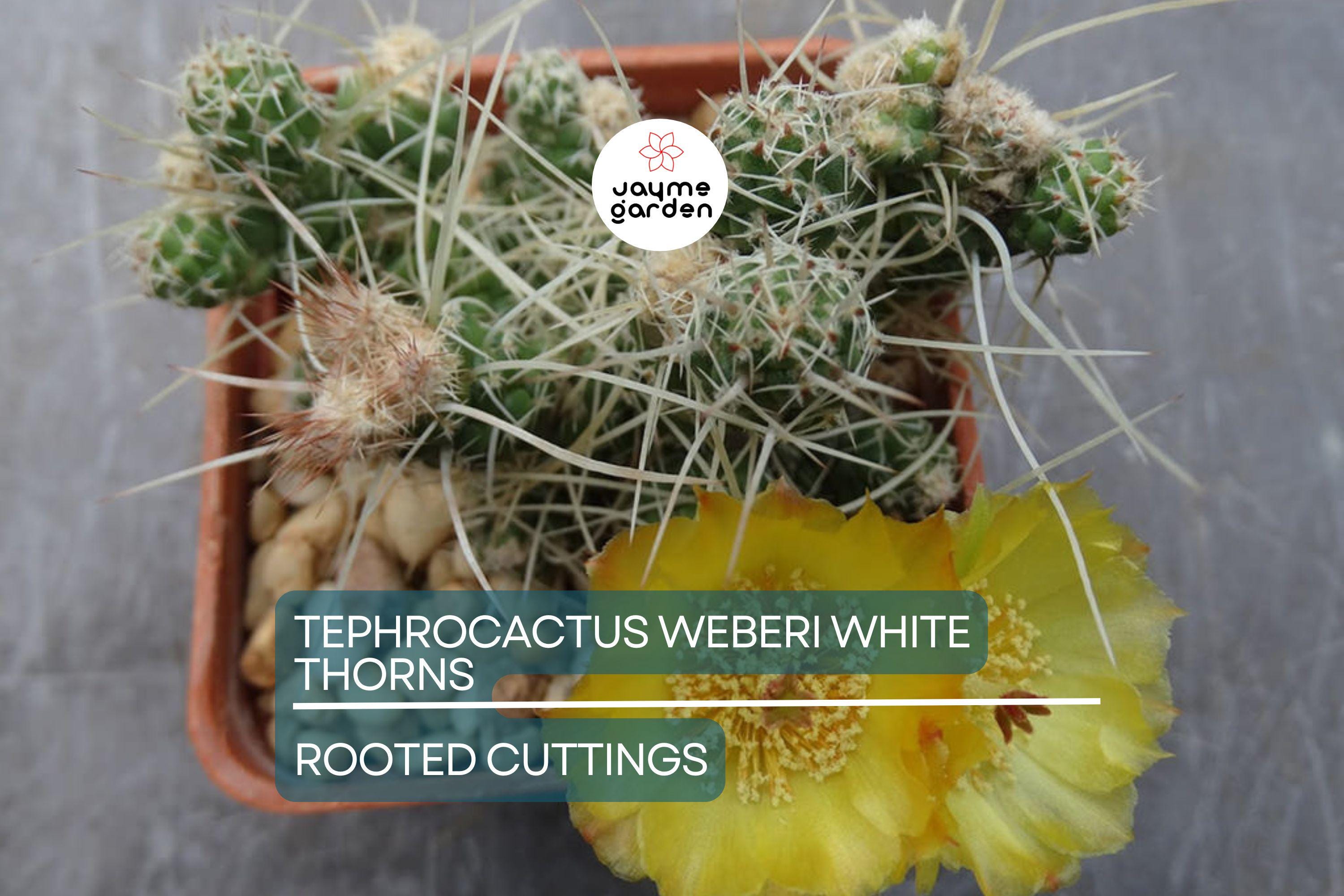 7 Tephrocactus Weberii Rooted Cuttings - White Thorns Cactus - Rare Collector’s Specimen