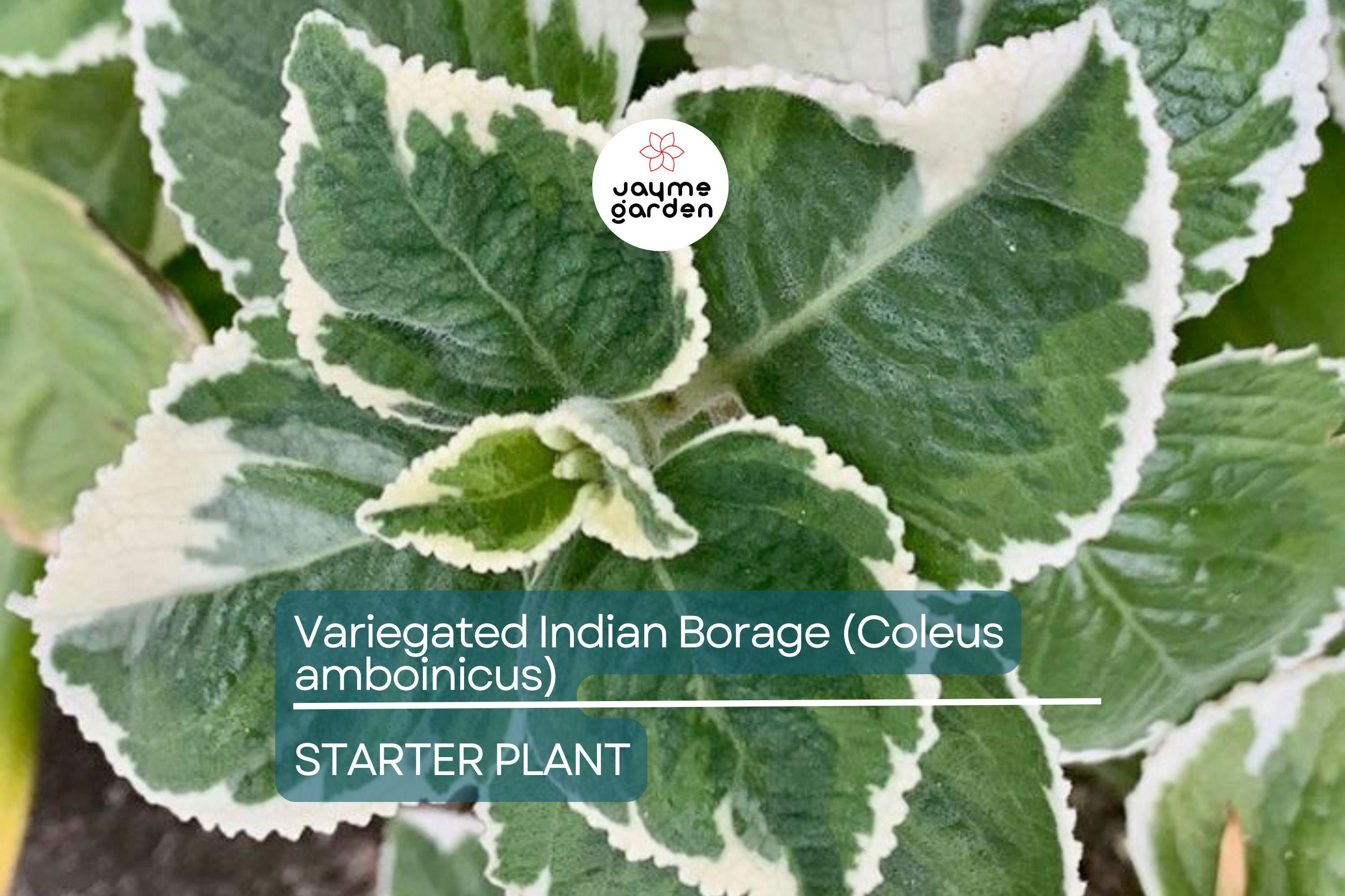 Variegated Indian Borage (Coleus amboinicus) Starter Plant | Tropical Herb 1′-2′ Tall Aromatic Foliage | Easy Care