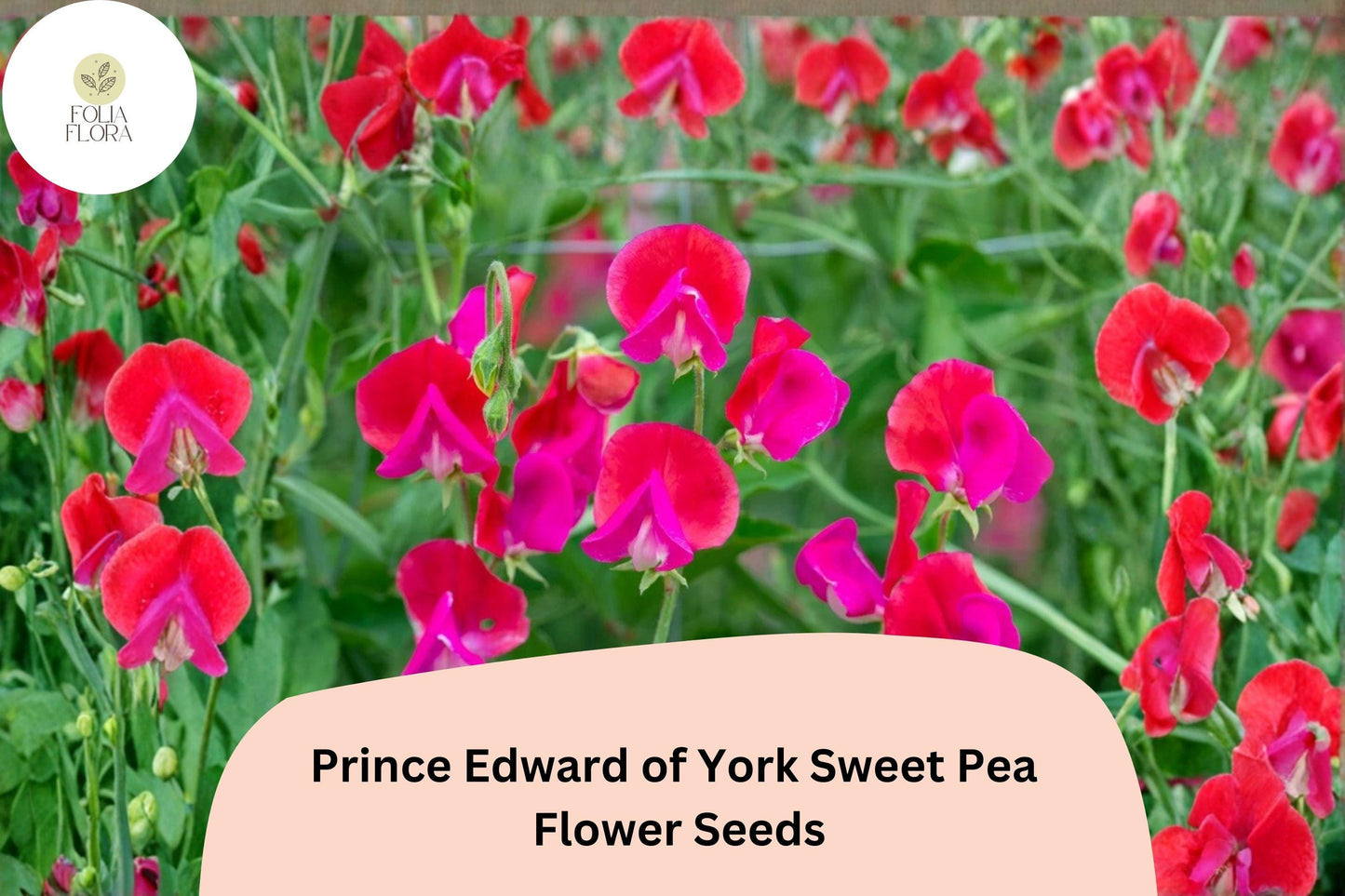 50+ Prince Edward of York Sweet Pea Seeds | Fragrant Deep Red Flower for Garden Trellis