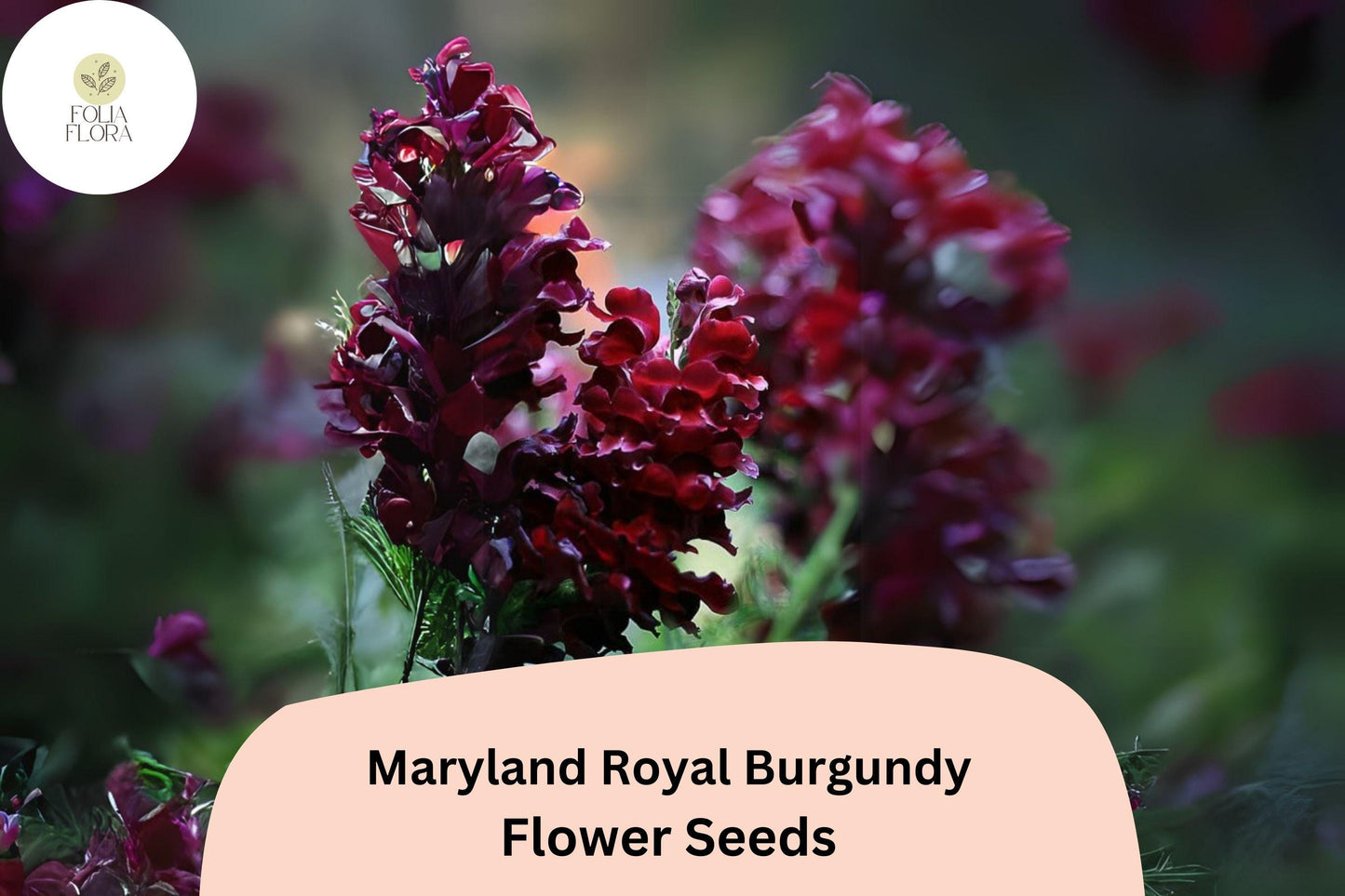 Antirrhinum majus Maryland Royal Burgundy Snapdragon Seeds – 1000+ Deep Wine-Colored Blooms for Garden & Cut Flowers
