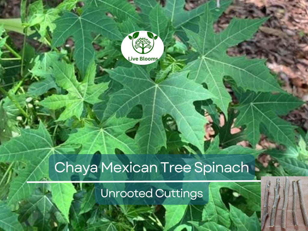 10 Organic Chaya Mexican Tree Spinach Unrooted Cuttings - Cnidoscolus aconitifolius, Superfood, Easy to Grow, Edible Leaf Plant Cuttings