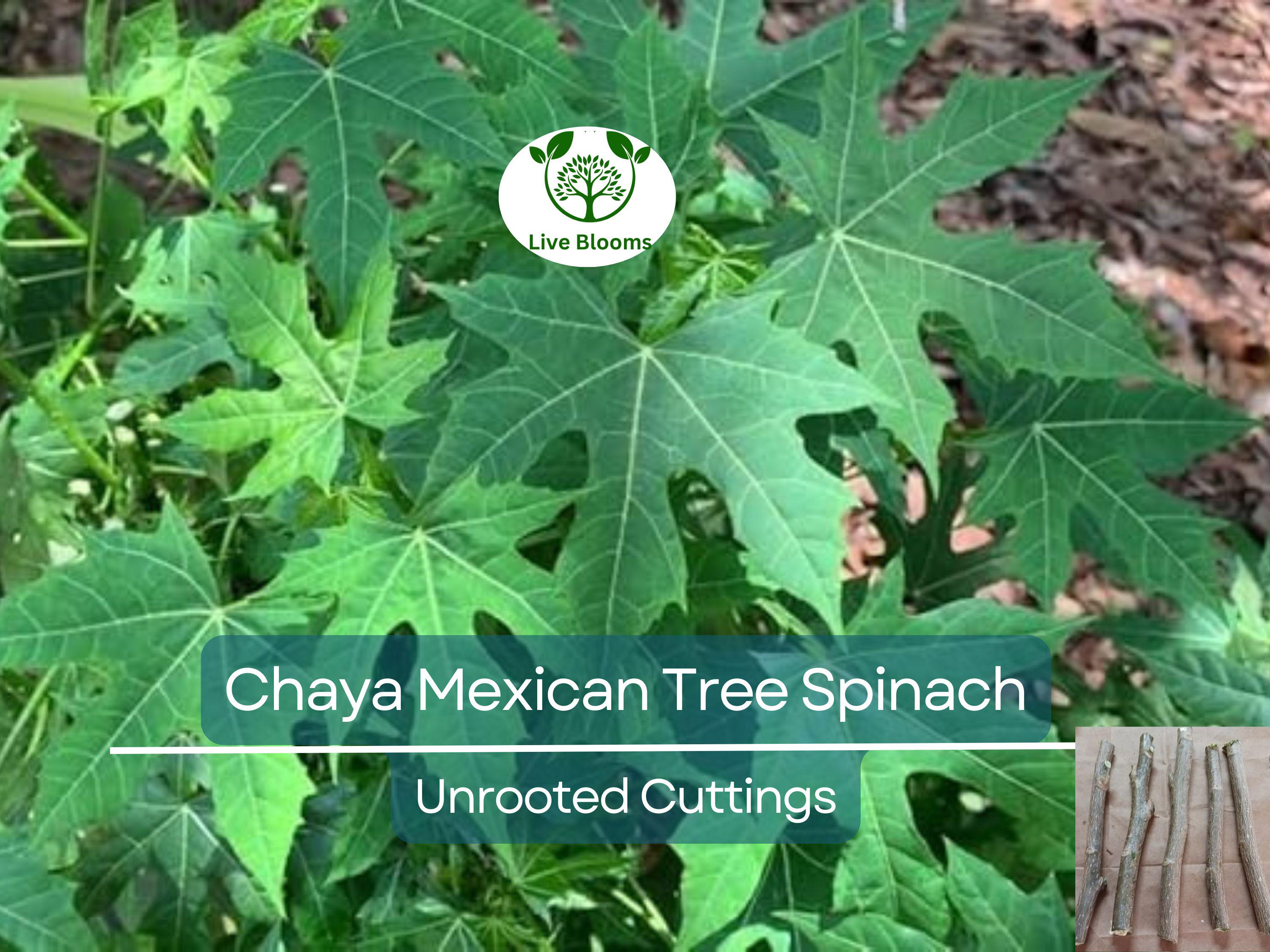 10 Organic Chaya Mexican Tree Spinach Unrooted Cuttings - Cnidoscolus aconitifolius, Superfood, Easy to Grow, Edible Leaf Plant Cuttings
