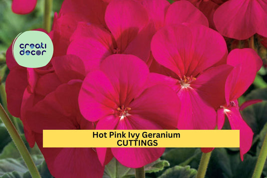 5 Hot Pink Ivy Geranium Cuttings | Pelargonium Peltatum Starter Plants | Trailing Flower Vine for Baskets, Containers, Gardens