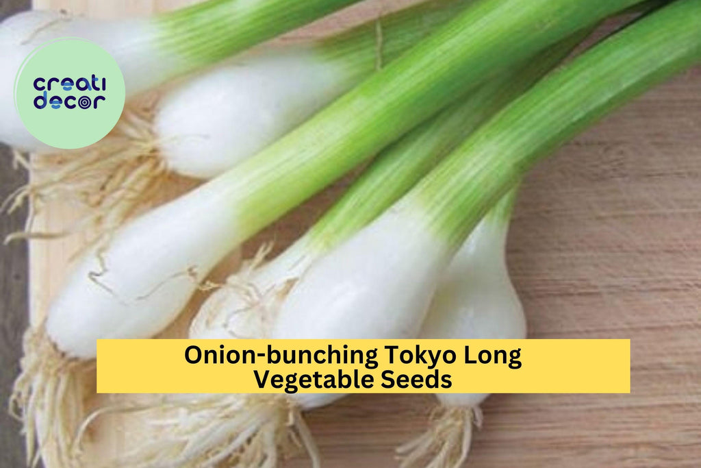 3pcs of 1g Tokyo Long Bunching Onion Seeds – Mild Scallion Variety for Stir-Fries, Soups & Container Gardening Seeds for Planting