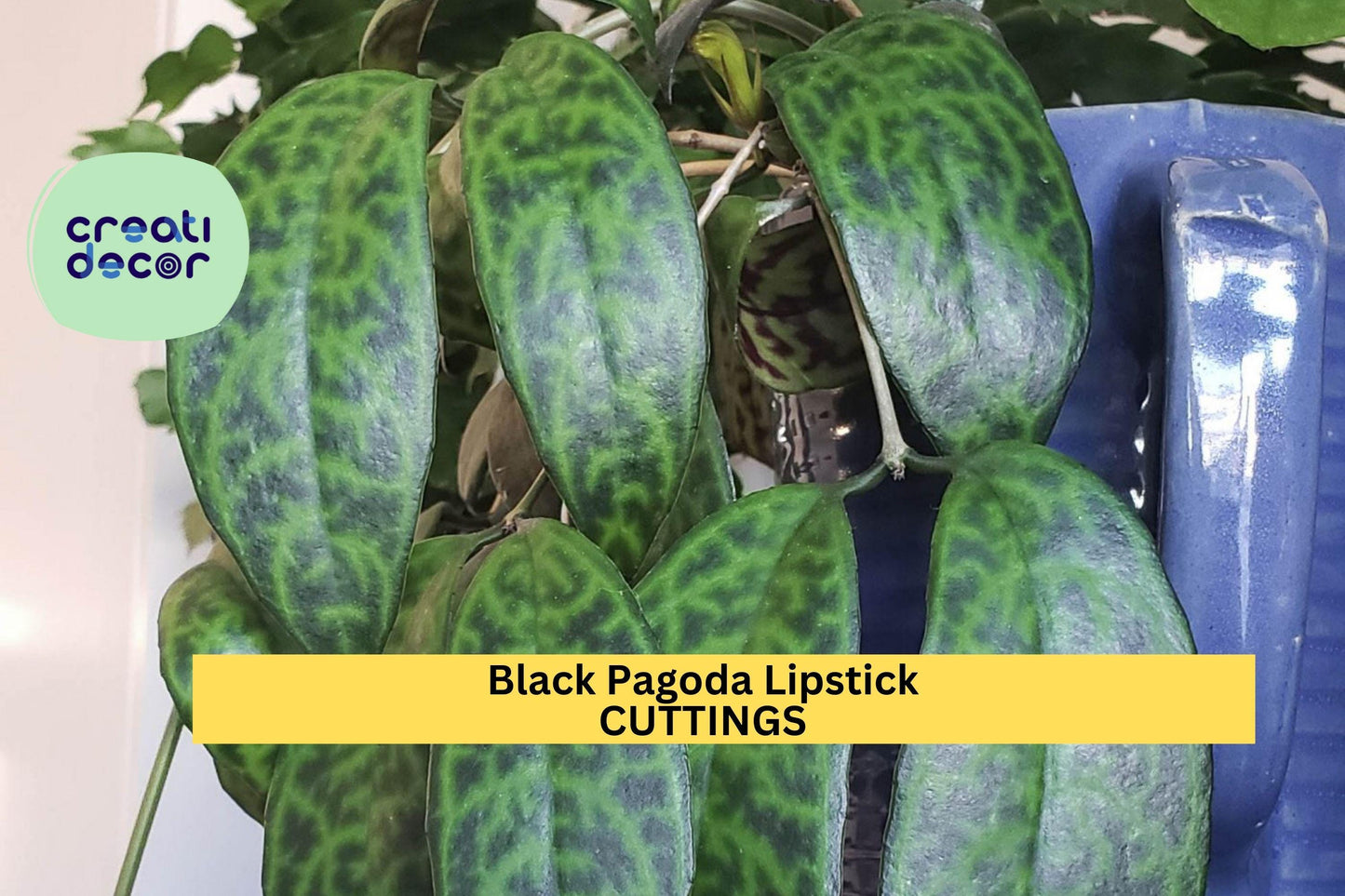 2 Black Pagoda Lipstick Plant Cuttings | Aeschynanthus Longicaulis | Unrooted Houseplant Starter | Exotic Foliage Vine