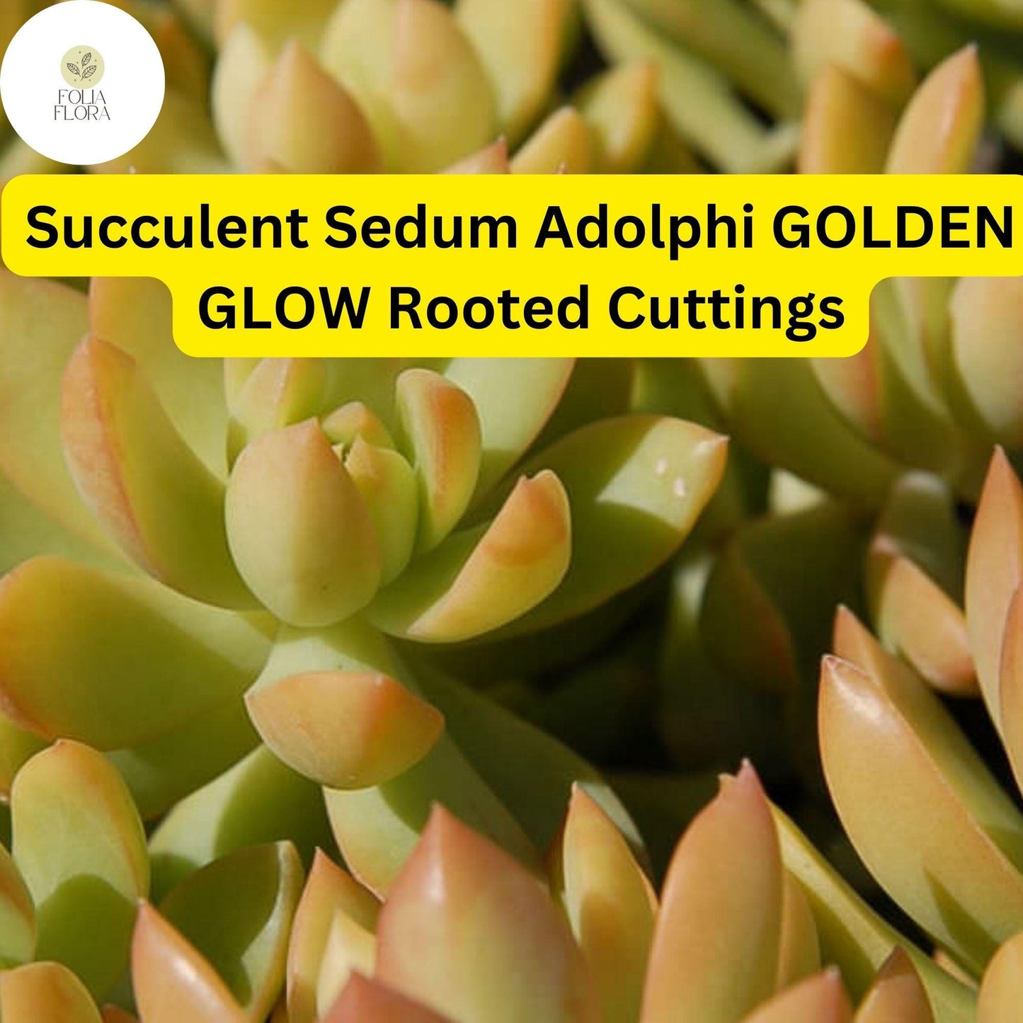 2 Bare Root Live Plants 2" Sedum adolphi ‘Golden Glow’ Succulent | Vibrant Yellow-Green Foliage | Easy Care | Indoor/Outdoor Plant