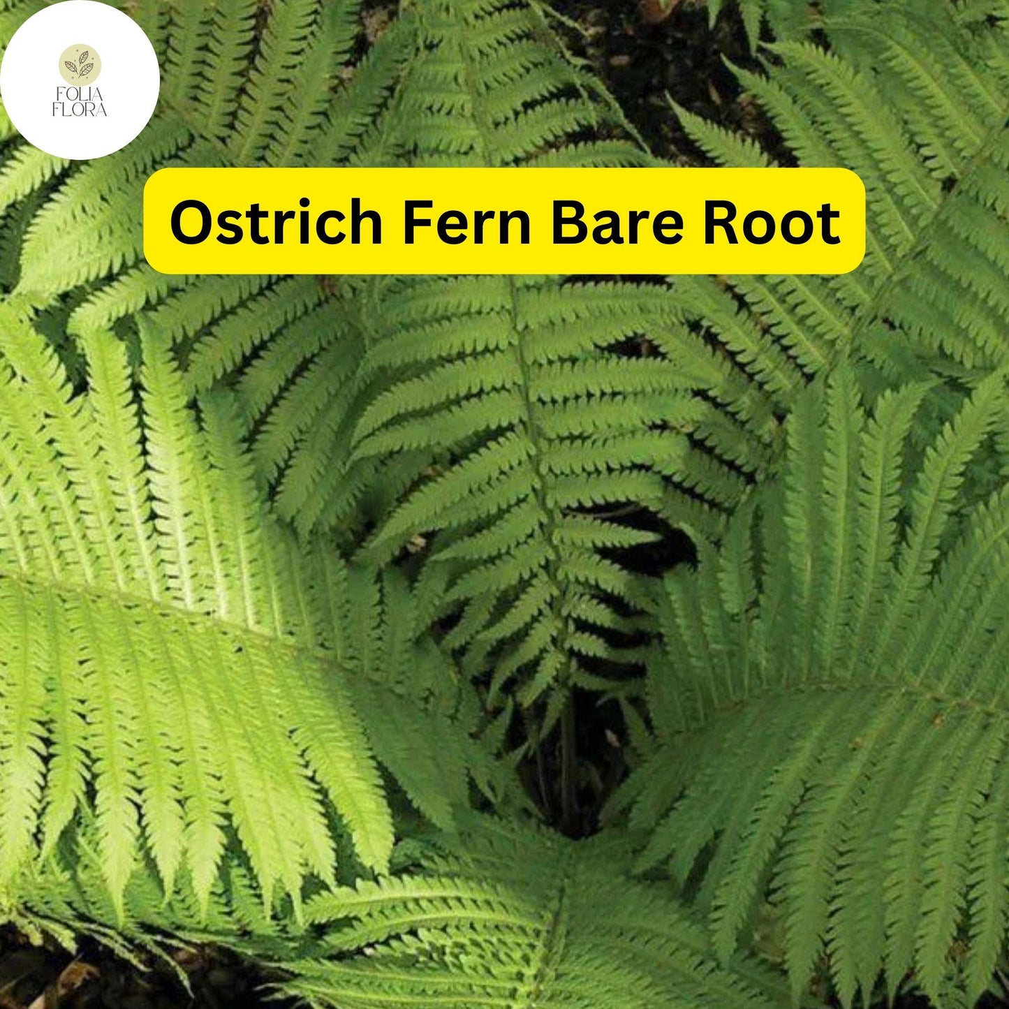10 Ostrich Ferns, Matteuccia struthiopteris, Bare Root Perennial Shade Plants, Native Woodland Garden