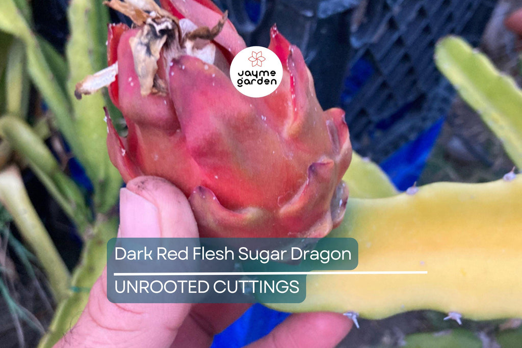 Dark Red Flesh Sugar Dragon Cuttings – 8" to 10" Unrooted Dragon Fruit Cuttings