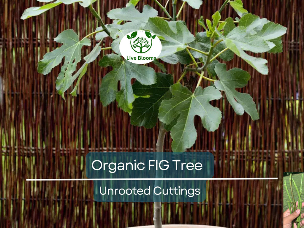 5 Organic Fig Tree Unrooted Cuttings 8" Each From Fruiting Tree - Ficus Carica, Healthy, Perfect for Planting & Propagation