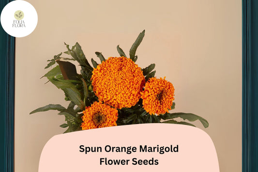 25+ Spun Orange Marigold Seeds | Tagetes erecta | Large Ruffled Orange Blooms | Easy Annual Garden Planting Seeds