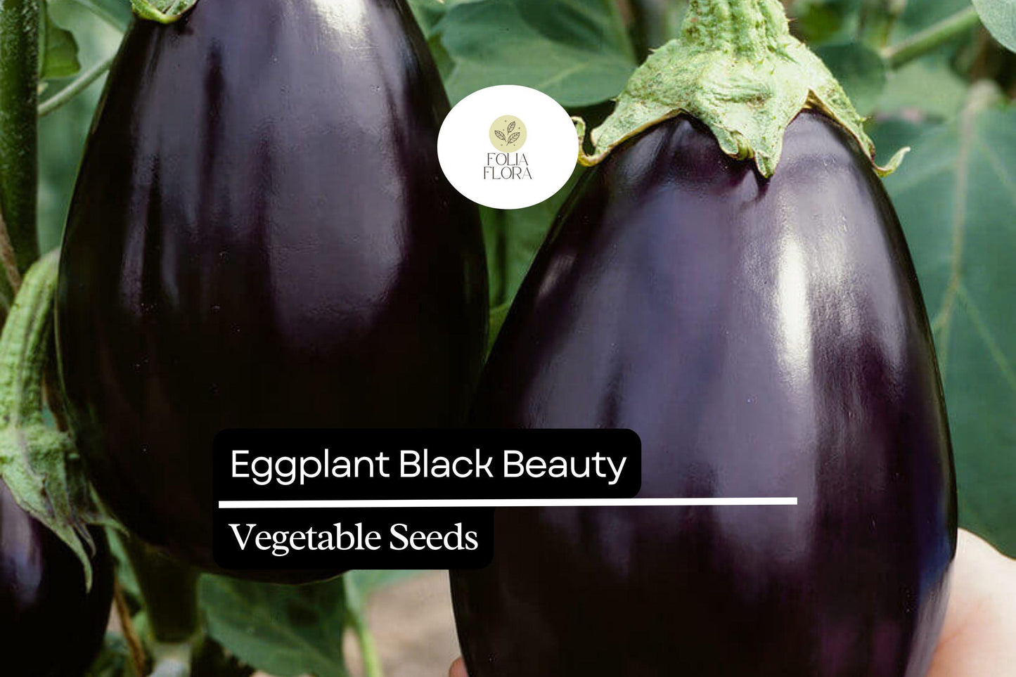 150 Black Beauty Eggplant Seeds – Heirloom, Non-GMO, High-Yield, Classic Variety