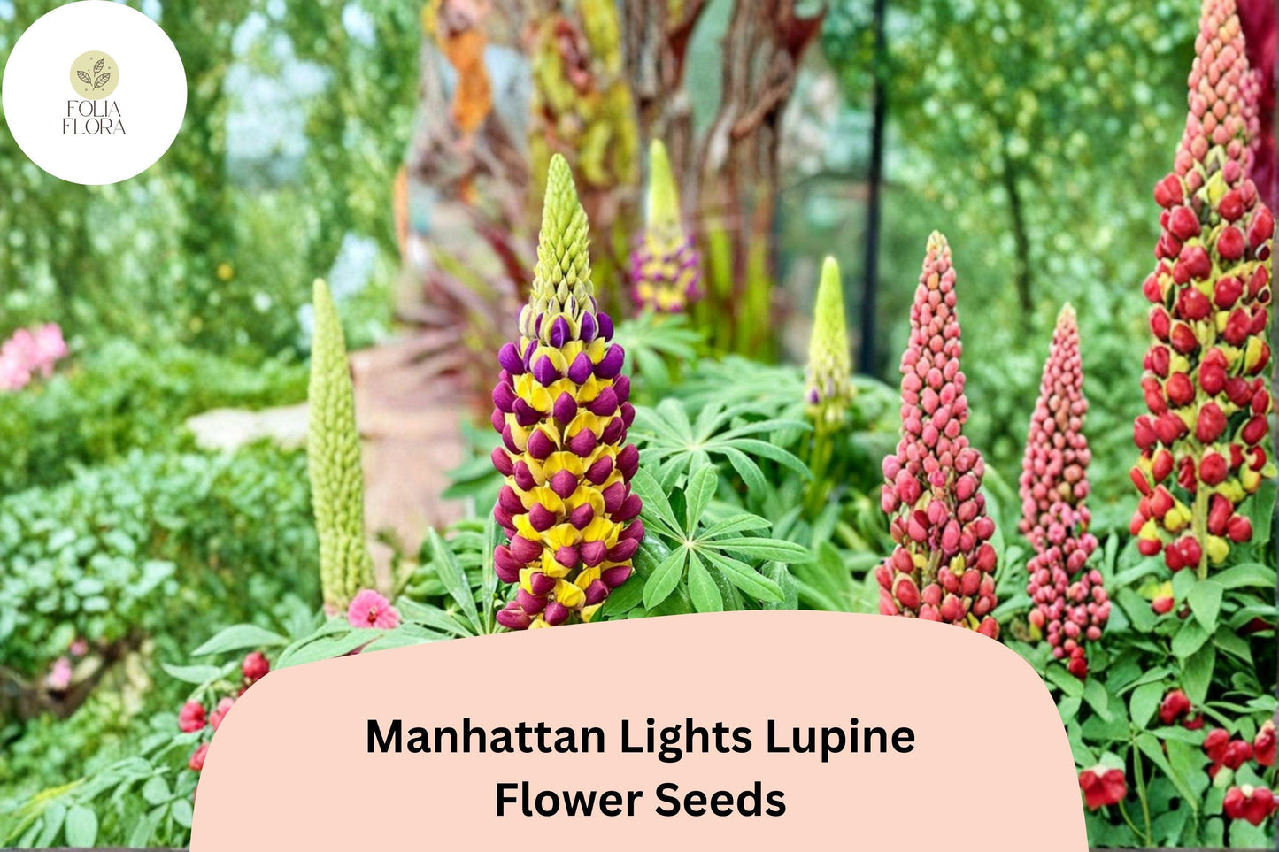 25+ Manhattan Lights Lupine Seeds | Bicolor Purple Yellow Lupinus | Tall Lupine for Garden Planting