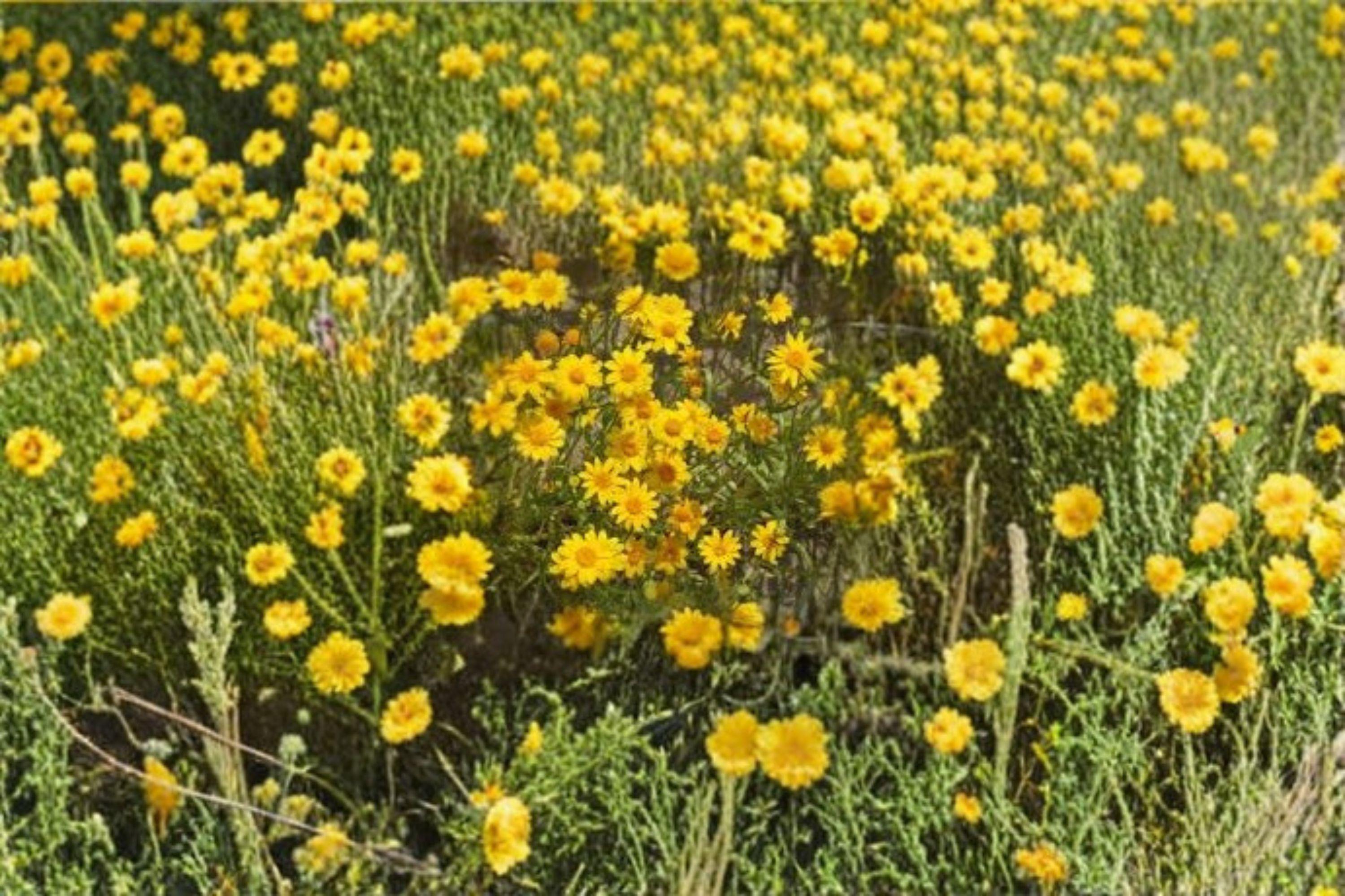 Yellowray Goldfields – Lasthenia glabrata, Native Annual Wildflower | Bright Yellow Blooms (100 Seeds)