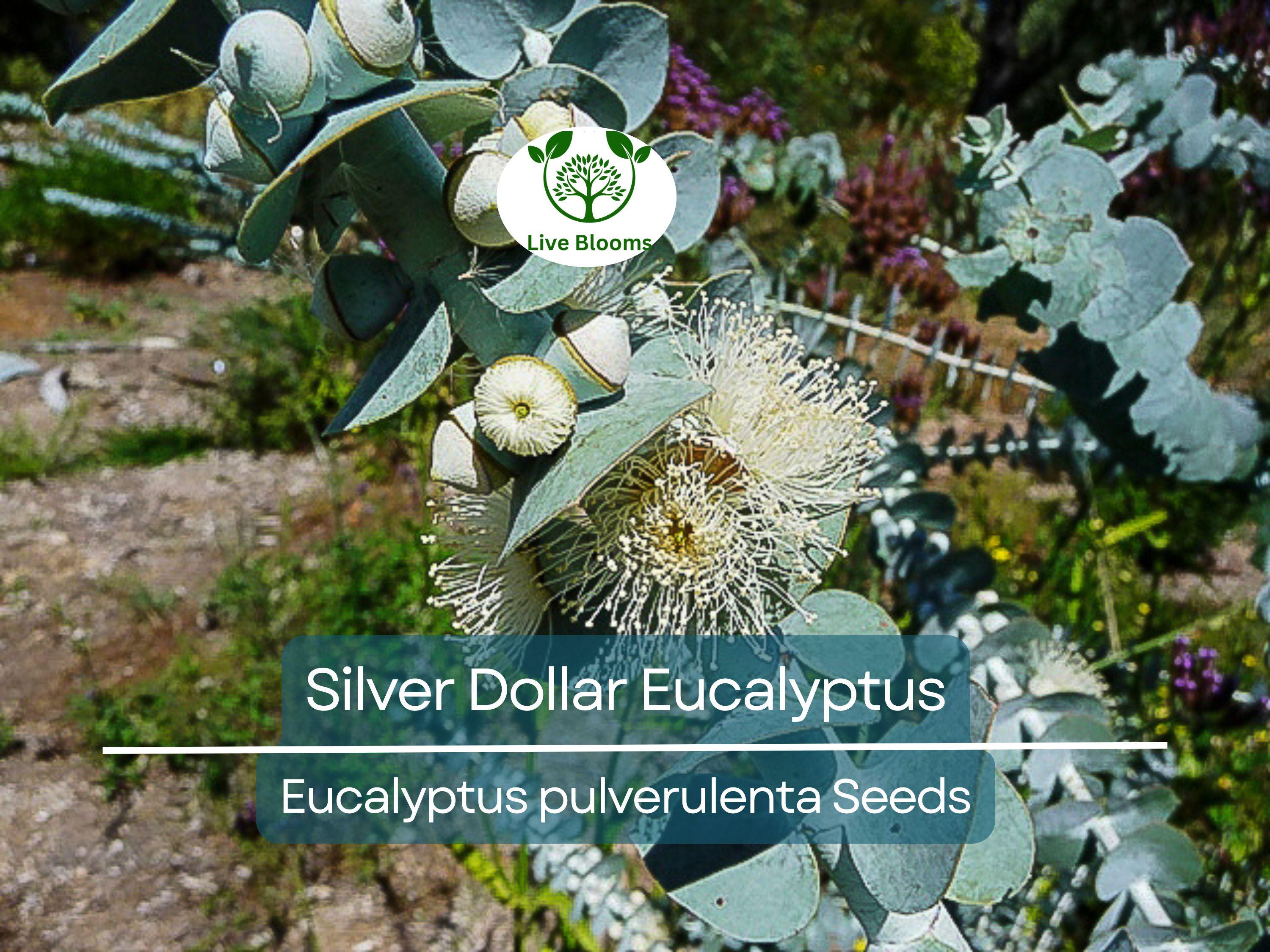 40 Eucalyptus pulverulenta 'Baby Blue' Bonsai Seeds, Silver Dollar Eucalyptus, Florist 'Baby Blue', Unique Indoor Bonsai Tree for Garden
