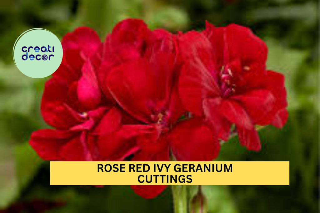 3 Rose Red Ivy Geranium Cuttings – Pelargonium peltatum | 6" Starter Stems for Hanging Baskets, Containers, or Garden Borders