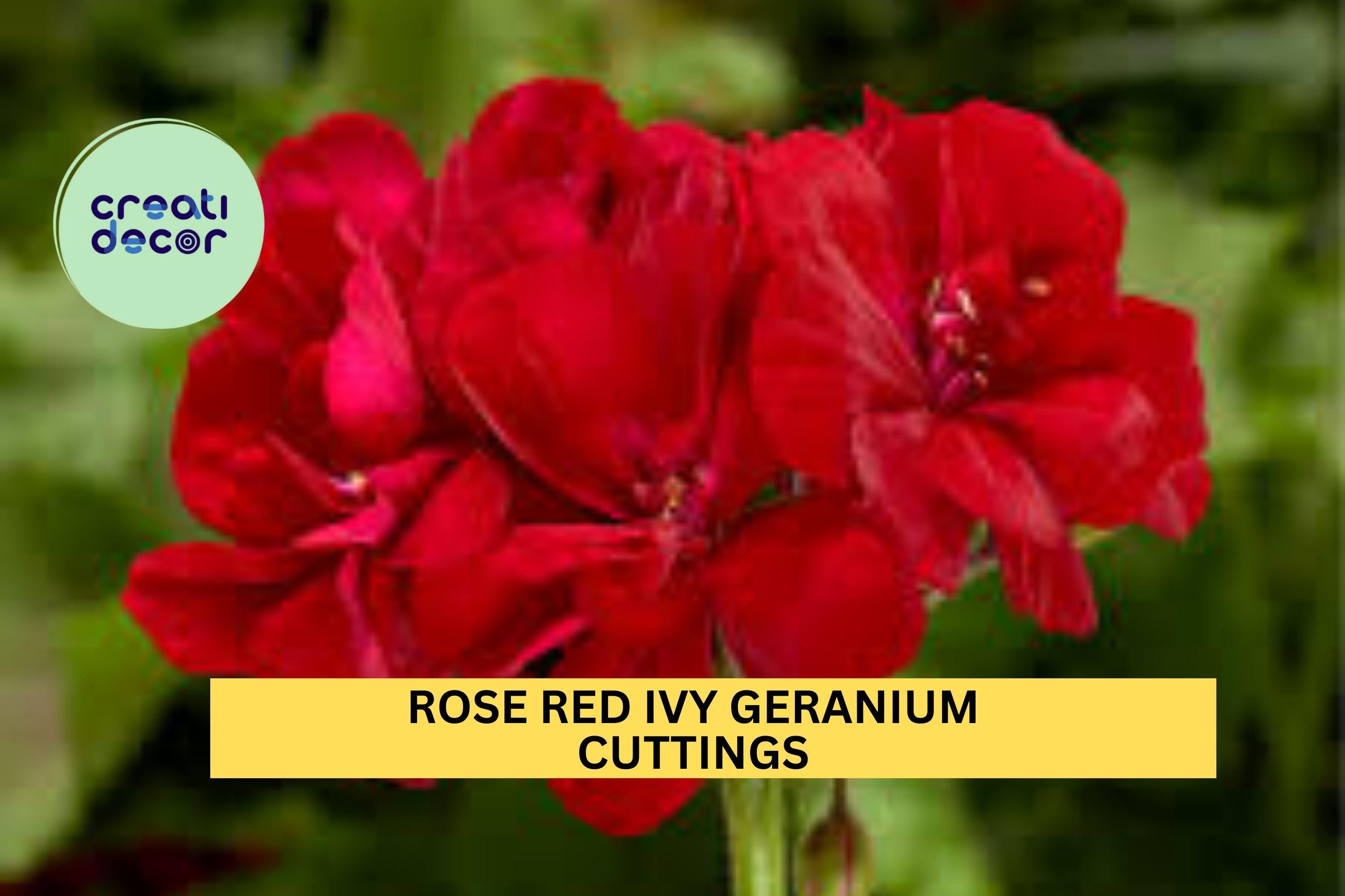 3 Rose Red Ivy Geranium Cuttings – Pelargonium peltatum | 6" Starter Stems for Hanging Baskets, Containers, or Garden Borders