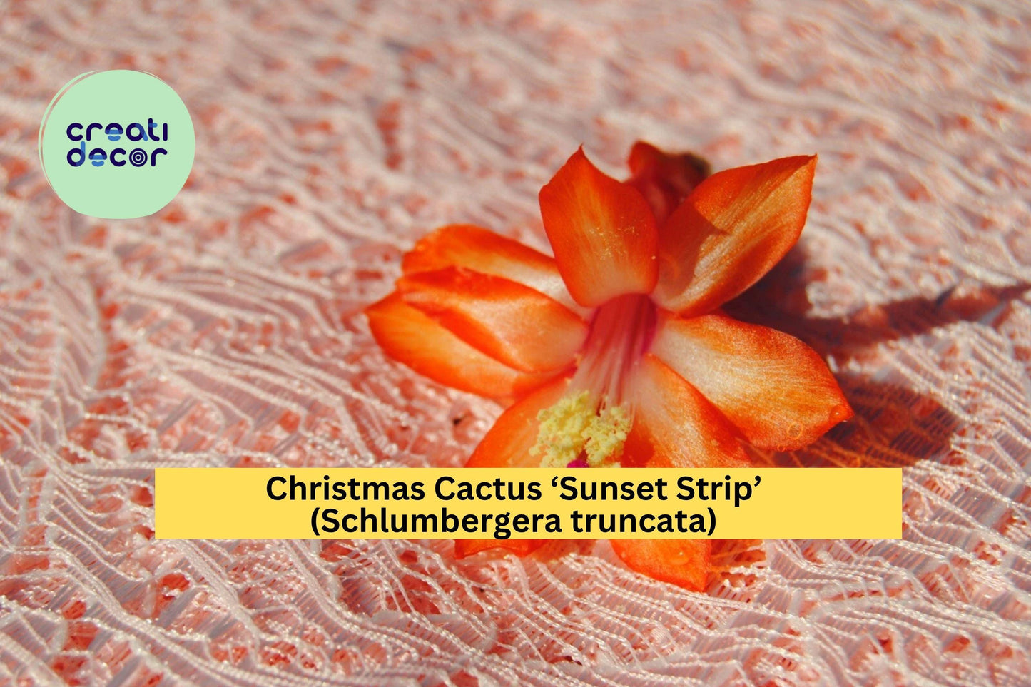 Christmas Cactus ‘Sunset Strip’ – Schlumbergera truncata – Live Starter Plant – Holiday Succulent with Vibrant Blooms