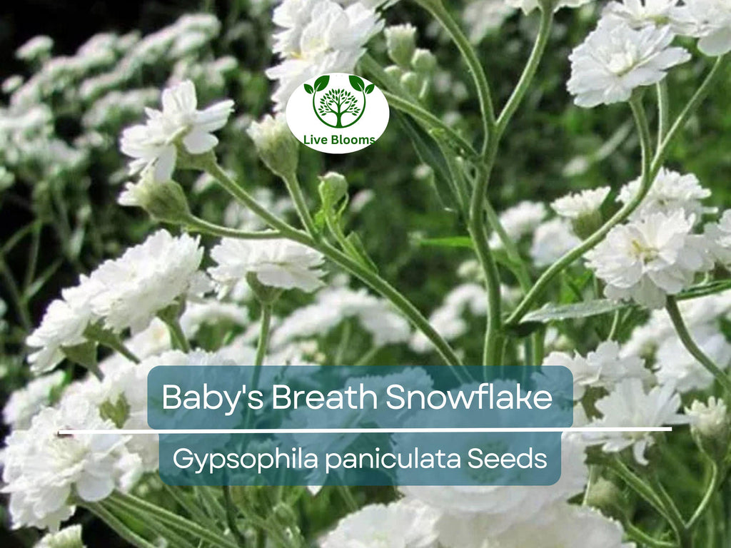50 Baby's Breath Seeds Snowflake, Gypsophila paniculata, Non-GMO Perennial Cut Flowers for Garden, Floral Arrangements, North American Plant