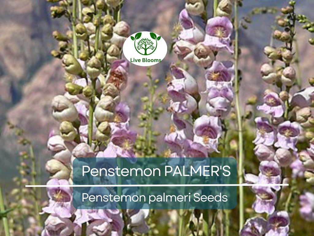 500 Seeds Penstemon PALMER'S Perennial, Hummingbird & Bee Friendly, Non-GMO, Scented Flowers, Long-Lasting Blooms, Penstemon palmeri Seeds