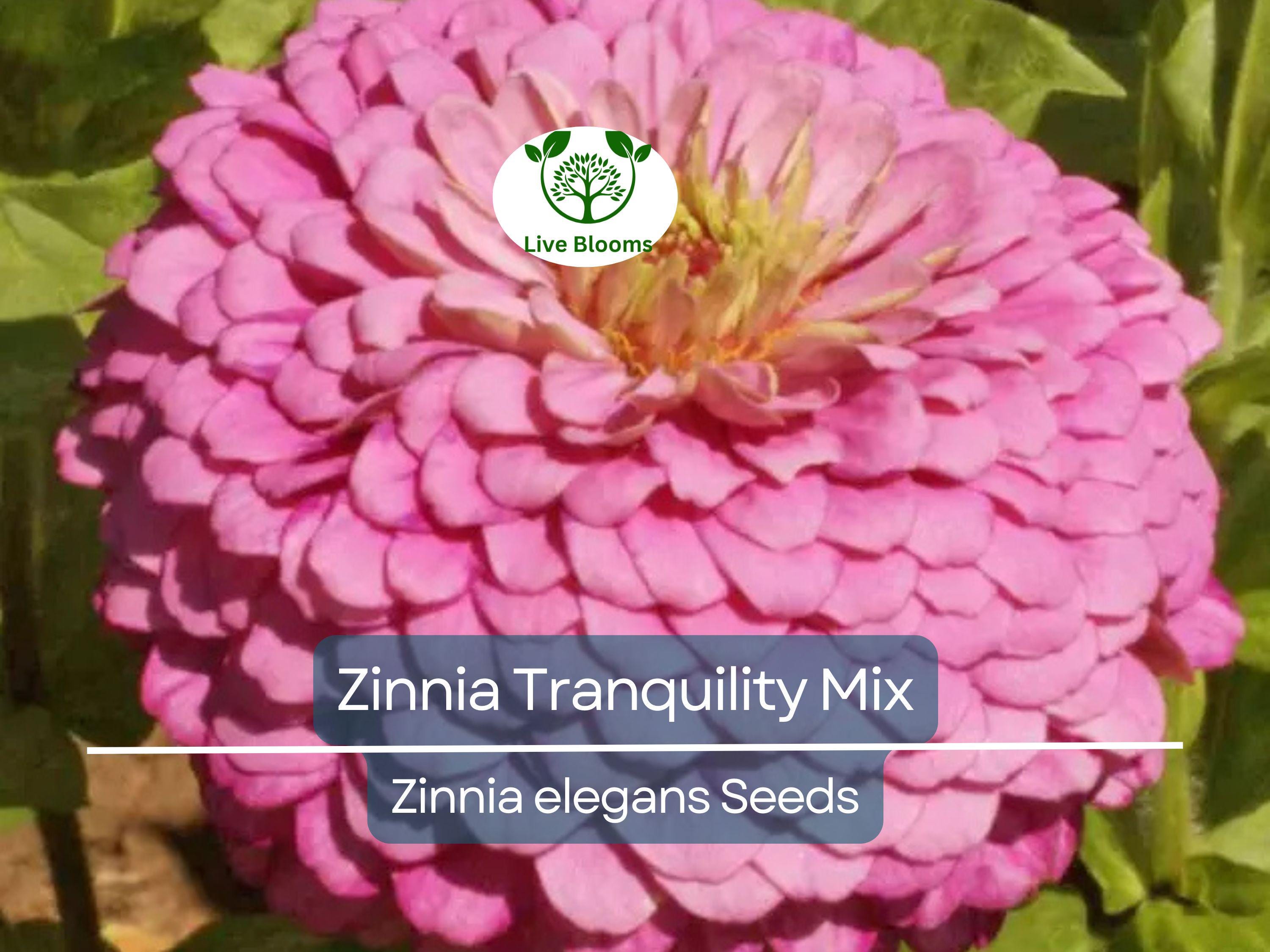 100 Seeds Zinnia Tranquility Mix (Zinnia elegans) Double Cut Flowers for Butterflies & Hummingbirds, Vibrant Garden Blooms