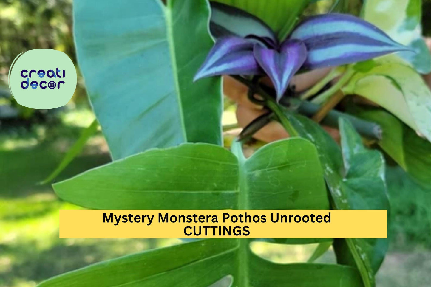 10 Unrooted Cutting Plants | Mystery Box Grower’s Choice | Includes Monstera, Pothos, More | Live Houseplant Starter Pack