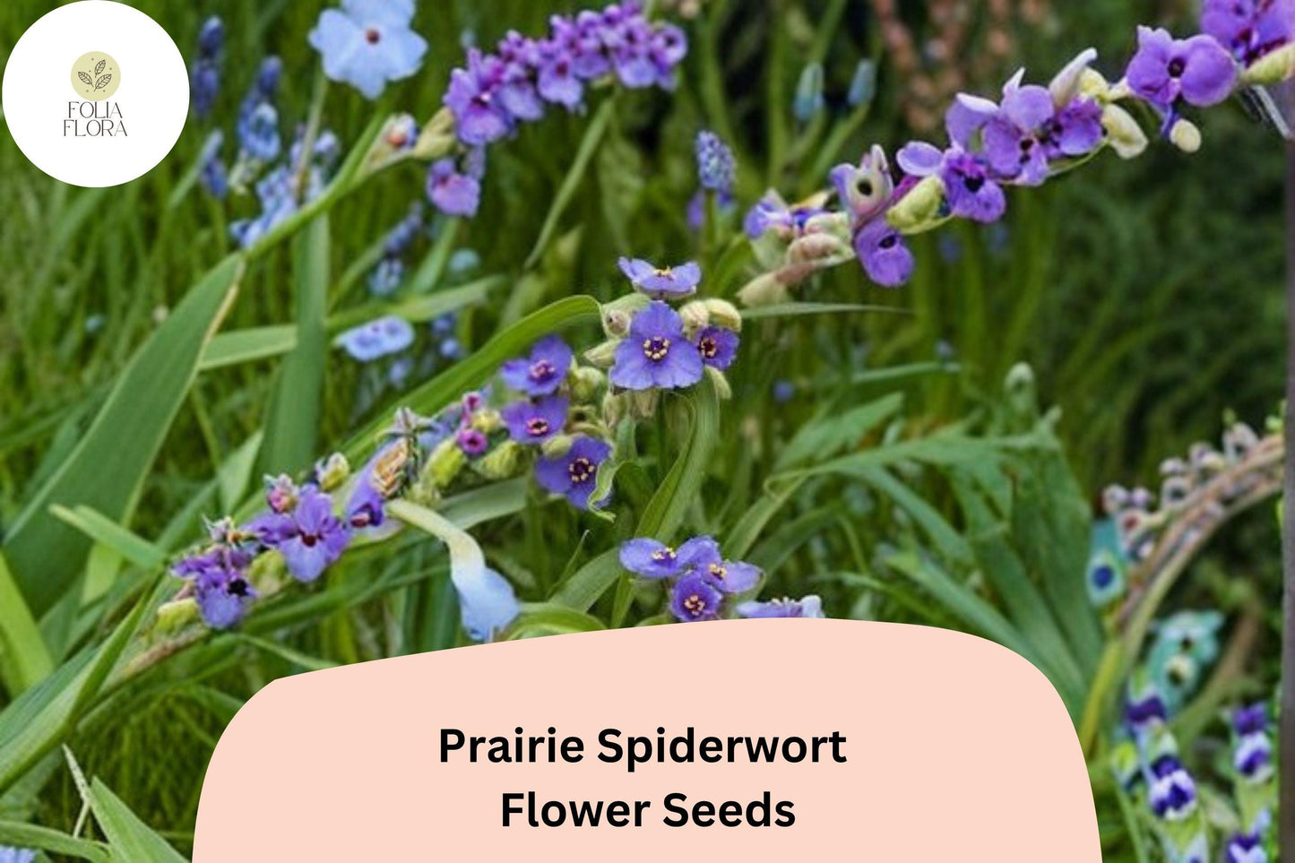 150 Tradescantia bracteata Seeds | Prairie Spiderwort | Native Purple Wildflower for Garden & Pollinators