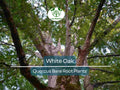 5 White Oak Tree Seedlings – Live Bare Root Saplings (6–12") – Quercus alba – Native Shade Tree Grown from Acorn