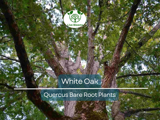 5 White Oak Tree Seedlings – Live Bare Root Saplings (6–12") – Quercus alba – Native Shade Tree Grown from Acorn