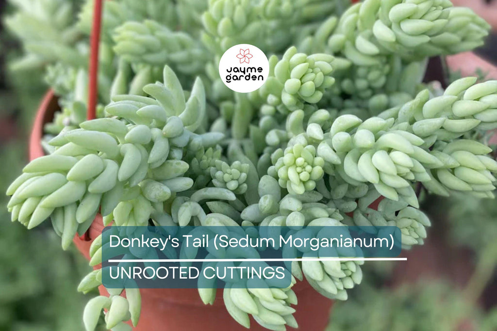 5" Donkey's Tail Succulent Cuttings (Sedum Morganianum) | 3 Fresh Burro’s Tail Cuttings | Trailing Succulent | Easy-Care Houseplant