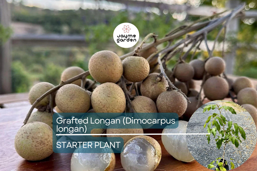 Grafted Longan Tree (Dimocarpus longan) Tropical Fruit Tree 12”-24” | Sweet, Juicy Dragon's Eye Fruit