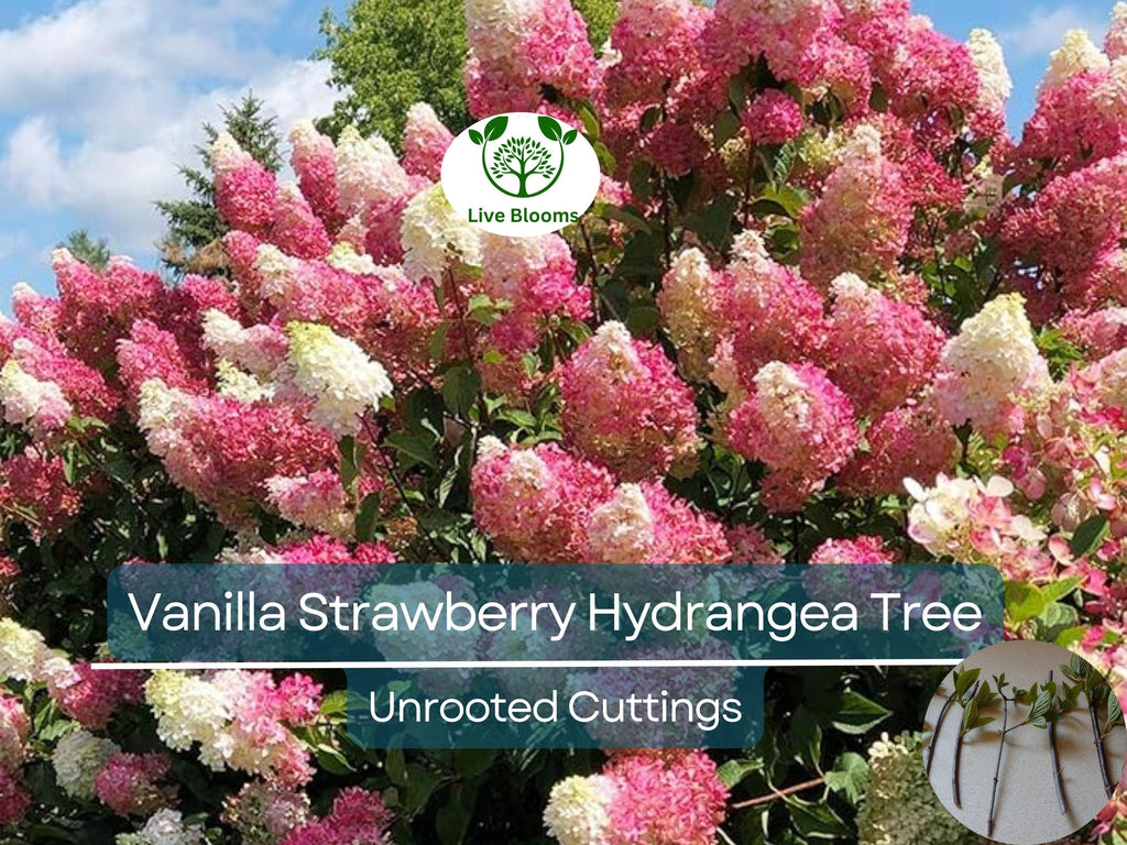 5 Fresh Unrooted Cuttings 4-7" Vanilla Strawberry Hydrangea Bush Tree - Hydrangea paniculata, Stunning Perennial, Ornamental Garden Shrub