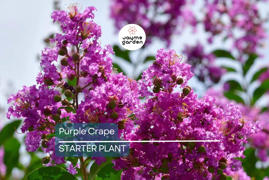 2 LIVE Purple Crape Myrtle Plants 2+ft | Ready to Plant Now | Beautiful Garden Trees, Bare Root