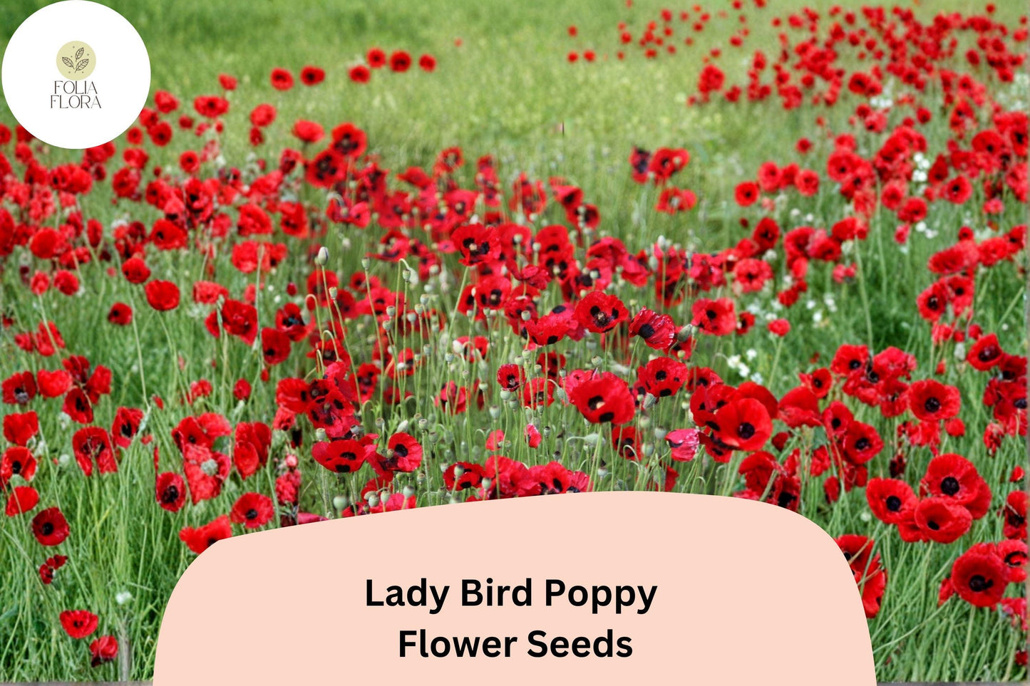 200+ Lady Bird Poppy Seeds for Garden Planting – Scarlet Red Blooms with Black Centers, Easy Wildflower