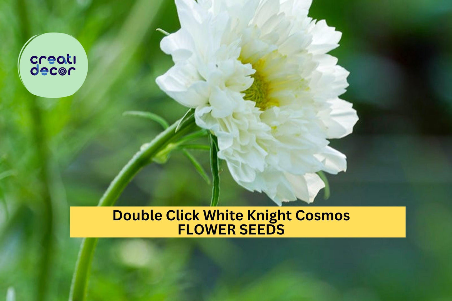 200+ Double Click White Knight Cosmos Seeds – Frilly White Double Blooms for Garden Planting, Cottage Gardens & Cut Flowers – USA