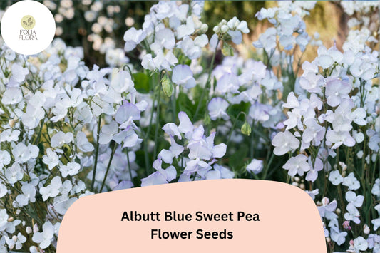 50+ Albutt Blue Sweet Pea Seeds | Lavender-Blue Climbing Flowers for Trellis & Garden