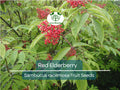 80 Red Elderberry Seeds (Sambucus racemosa), Tree Shrub, Edible Fruit, Berry, Herb, Garden Starter, Wild Elderberry, High Yield Plant
